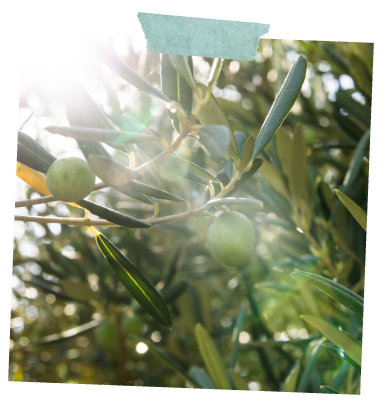 Olives